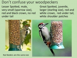 Dont confuse your woodpeckers