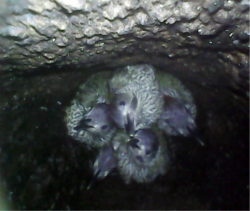 GW chicks nest GM7