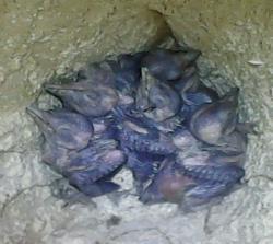 20250518 Wyre Dog Hanging