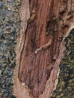 Ash bark beetle Harting2web