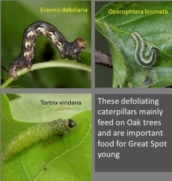 Caterpillars for GSW