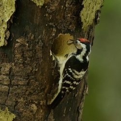 Lesser spot at nest
