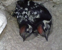 LSW chicks in nest